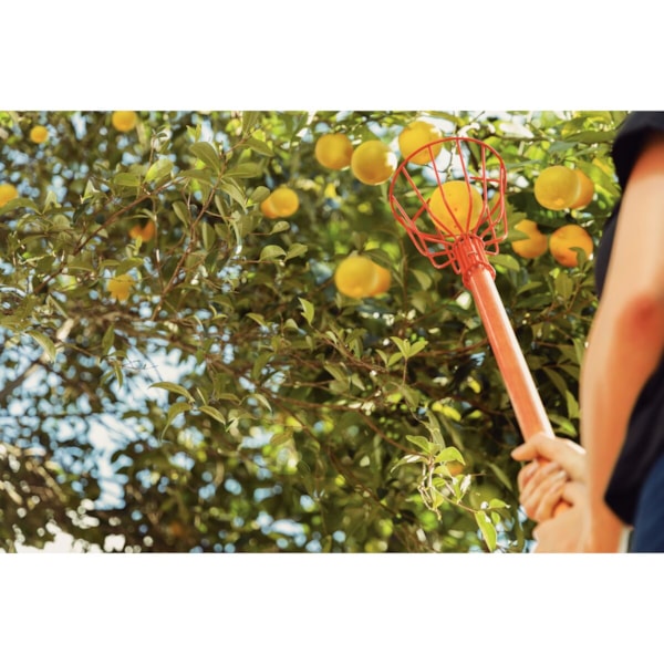 Colhedor de Frutas Pequeno em Aço S/Cabo 77819/121 Tramontina -c3d66c22-c2d0-477f-b1cb-5f445e4a4b11